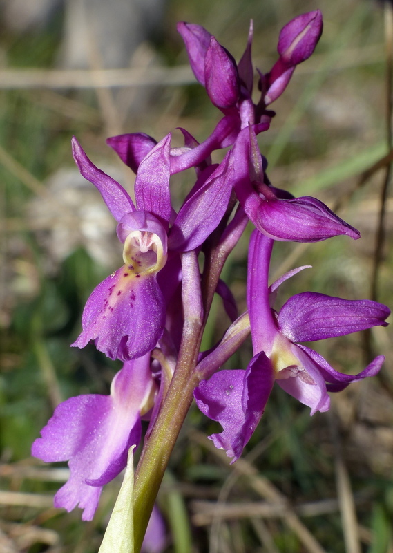 Marsica 2022, Monte Girifalco e Monte Arunzo  Le orchidee e la storia.